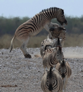 Ari caught this amazing photo of a zebra fight. Male zebras are known to battle each other over females. Ritualized displays often show them striking out with their hooves, standing on their hind feet and wrestling.