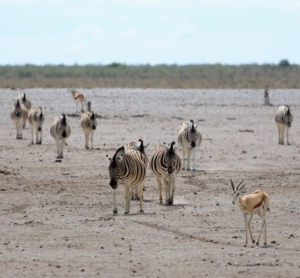 Zebras and springboks can co-exist. It is not unusual to see these animals walking together in their herds.