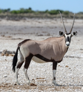 The Oryx, also known as the Gemsbok, is the national animal of Namibia. It is a large antelope with long, straight horns and distinct markings. It is found in the more arid regions of Africa where it feeds on grasses and shrubs most often during the morning and late afternoon when it is cooler.