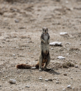 The Cape ground squirrel or South African ground squirrel can be found in drier parts of southern Africa from South Africa, through to Botswana, and into Namibia, including Etosha National Park. They eat bulbs, fruits, grasses, herbs, insects and shrubs and spend most of their day foraging.