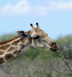 Giraffes are also herbivores, so their diet consists mainly of plant matter. Namibian giraffes eat various leaves, seeds, buds, and some soft branches.