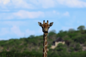 Ari captured this image of a giraffe looking right at his camera. Giraffes are known to be very curious.