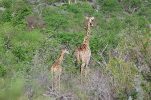 They are also very nurturing parents. Young giraffes typically stay with their mothers until they’re between 18 months and two years old. Males may join other herds of males in adolescence.