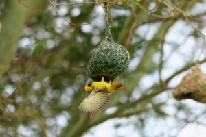 Ari actually took this photo of a masked weaver bird arriving at its nest as well as the photo I shared of a weaver in my last blog. The masked weaver is the most popular bird in Namibia. The adult male has a black face, throat and beak, red eyes, bright yellow head, and a plain yellowish-green back.