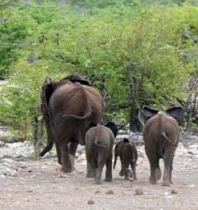 African elephants in Namibia, also known as desert elephants, travel in smaller herds. These elephants inhabit the north western parts of Namibia, notably Kaokoland and Damaraland. They have smaller bodies and longer legs and can travel vast distances between water sources.