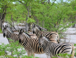 Ari caught this photo of a herd of zebras turning back to see him. In general, zebras are not friendly to humans and can be dangerous if threatened - we always remained a safe distance away from the animals.