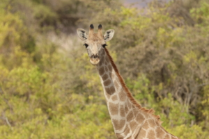 Here's another giraffe that caught us taking photos. Ari is an excellent photographer.