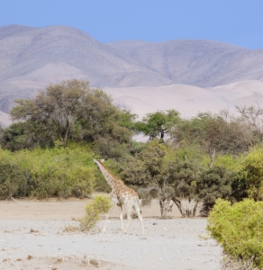 Giraffes spend about 20-percent of the day walking. They can walk an average of three and a half miles per day, with single young males walking as much as 12 miles to find suitable mates.