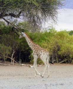 Giraffes often travel in herds, but they are also very independent. Giraffes are not known to have strong social ties like other animal species, except the mothers with their offspring.