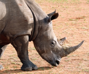 Ari was able to capture closeup photos with his camera. Here is one of white rhinos we all saw on safari. For the most part, rhinos are gentle and keep to themselves, but like many animals may charge if threatened. Their vision is not very good, but they have a keen sense of hearing.