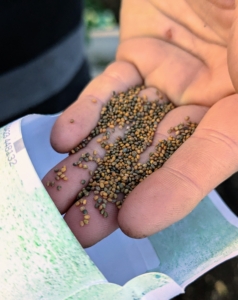 These are Arugula seeds. Arugula is a cruciferous vegetable that provides many of the same benefits as other vegetables of the same family.