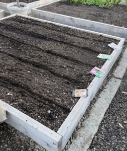 Also in this bed, Ryan plants two rows of chicory, an herb native to Europe and Asia.