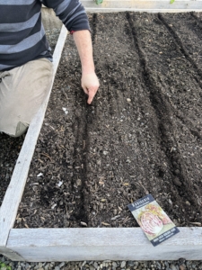 Ryan drops radicchio seeds in another bed. These raised beds were designed for easy reach from all sides, so that work can be done quickly and efficiently.