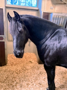 Here is Bond, a beautiful 16-year old Friesian gelding, looking much better after a lengthy and worrisome three week stay in an equine hospital.