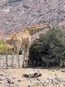 This pair, likely a mother and calf, are eating. They get most of the water they need from the plants they eat.