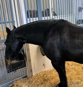 Bond was eating and drinking and looking more alert.