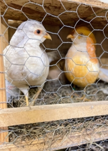 Here is a pair of peach golden pheasants. They are so beautiful, I had to bring these home with me. Peach golden pheasants are a rare and special color mutation of the wild red golden pheasant. Males are mostly white with light gold on their breast and body, and white wings and tail. The cape, or ruff, is peach colored with light white barring.