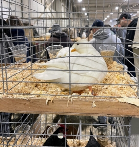 Poultry shows are family-friendly and allow visitors to see both traditional and new breeds. The first poultry show in the United States was in 1854, before there were even standards for showing.