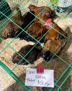 The birds are also ranked in each of their classes and then compete for super champion. These are gold laced cochins.