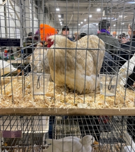 Prior to poultry shows and again before judging, these birds are groomed and groomed again – every feather is in place. This is a beautiful bobtail cochin chicken.