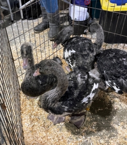 I also saw these gorgeous black swan cygnets, which are young swans. These bird are only three months old. When mature, they have the longest necks of any of the swan species.