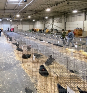 The Northeastern Poultry Congress holds its show every January. All the show birds are exhibited and judged in the Mallory Complex of the Expo Center. Visitors are able to see the various breeds in their crates. I have been making the trip for several years and always learn something new.