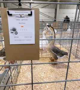 This is a brown Chinese goose hen - a bit smaller than the white Chinese geese I have at my farm, but a little more talkative.