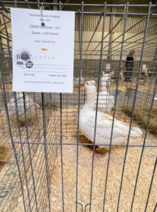 Each cage is tagged with the bird’s breed, color or variety, and gender. This is a white tufted Roman goose hen.