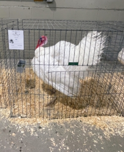 There were also stunning specialty breed turkeys at the show.