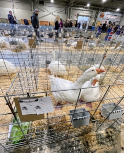 White Embden geese originated in Germany. These are large, tall birds with long necks and orange bills.