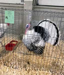 This turkey breed is called royal palm, with its unique largely white body with bands of metallic black.