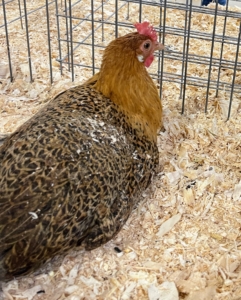 The show enters more than a thousand chicken breeds – some with gorgeous markings and feathers.