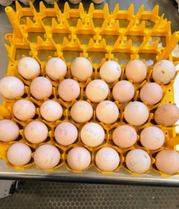 Back at my Bedford, New York farm, here are the eggs I brought home. All Silkie eggs. Silkies are best known for their characteristically fluffy plumage said to feel like silk or satin. These eggs are from Stonebrooke Silkies. They are placed into the incubator where they are safe from other birds and closely monitored until they hatch. Chicken eggs take 21-days. While the eggs incubate, they are automatically turned once a day, 45-degrees each way, back and forth during this period.