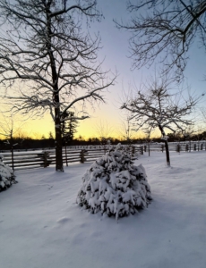 This heavy snow stuck well to branches of the evergreens. This is one of a group of large Fernspray Hinoki cypress bushes along the carriage road just past my allée of lindens near the entrance to my Japanese Maple Woodland.