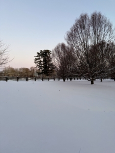 And here is my stand of American beech trees. They are slow to grow but can live up to 300-years.