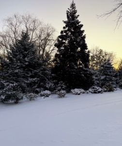 Tucked away between the Equipment Barn and a grove of weeping willows is my pinetum. It includes pines, spruces, and firs, as well as other evergreens.