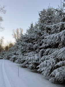 In a back field are these evergreens. This is my "Christmas Tree Garden." I planted hundreds of Christmas trees in this area – White Pine, Frasier Fir, Canaan Fir, Norway Spruce, and Blue Spruce. They’ve grown so much since they were planted in 2009.