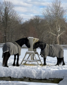 My horses don't seem to mind the winter weather at all. In fact, a horse’s respiratory system is designed to warm incoming air. It is also good for dissipating heat in summer.