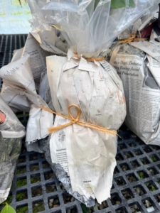 The root balls are wrapped carefully in plastic and newspaper to keep in moisture during transit.