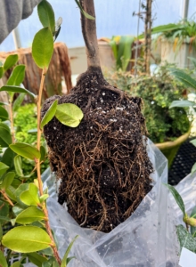 A healthy camellia root ball should have strong, fibrous roots that are firm and white - not brown or weak. They should also be clear of any foul odor or sign of rot.