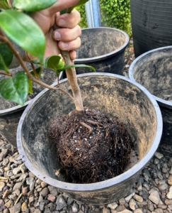 When repotting always select the next size up from the original container. Or, select a pot that is two to three inches larger in diameter than the width of the plant's root ball.