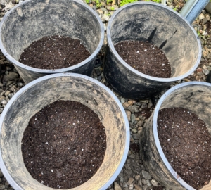 Ryan fills about one-third of the pots with the new potting mix. Always use fresh potting soil when transplanting as old potting material tends to be soggy and depleted of nutrients.