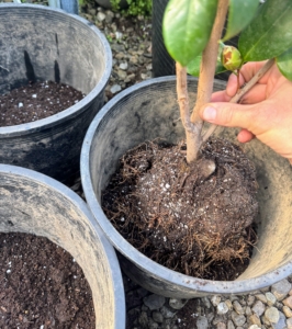 The root ball should sit about an inch or two above grade, similar to what it was in its original container. When keeping potted camellias, they will require repotting every two or three years as they outgrow their vessels. Once it is at the right level, Ryan backfills the pot with more soil mix.