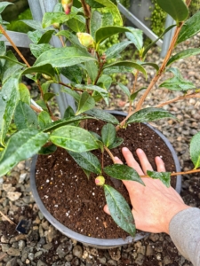 Then he tamps down lightly to ensure good contact between the roots and the potting mix.