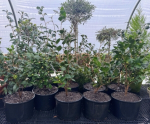 These camellias will be kept in my tropical greenhouse for the cold season, where they can be closely monitored. When selecting a spot for a potted camellia, be sure it gets partial shade and protection from hot afternoon sunlight, as container-grown camellias dry out much faster than shrubs planted in the ground. Also water the plant deeply whenever the top two to four inches of potting mix feels dry to the touch and let it drain completely. Camellias have a reputation for being somewhat difficult to grow, but if one is willing to meet their needs, they’ll provide a long bloom season just when one needs it most.