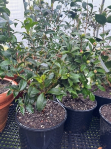 Ryan and Matthew do this for all the camellias. It doesn't take long before they are all potted up.