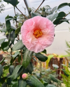 A couple of my new camellias already have gorgeous blooms. Their flowers are usually large, colorful, and conspicuous.