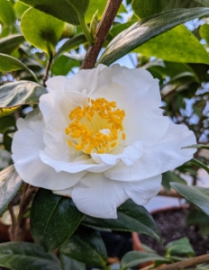 ‘Silver Lace’ features showy white round flowers with yellow eyes at the ends of the branches from late winter to early spring. Different varieties of camellias come in various shapes: anemone, single, semi-double, formal double, rose-form double and peony form. Their flowers can be about four-inches in diameter.