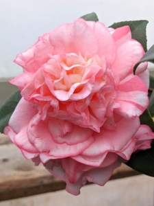 ‘Can Can’ has soft rose colored flowers with pale pink striations at the base, occasionally, small bright rose splashes and irregular, very pale pink to white borders.