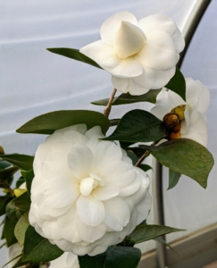 ‘Nuccio’s Gem’ fully open is a pure white, perfectly formed camellia flower with three to four inch blossoms. It is one of the most popular camellia varieties.